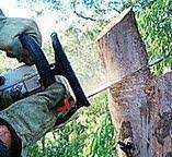 Best Tree Risk Assessment  in Ansted, WV