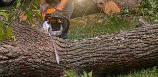 Best Palm Tree Trimming  in Ansted, WV