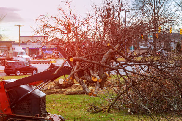 Best Stump Grinding and Removal  in Ansted, WV