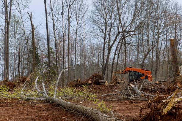 Best Fruit Tree Pruning  in Ansted, WV