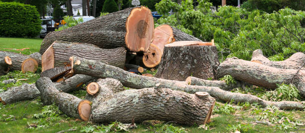 Ansted, WV Tree Care Company