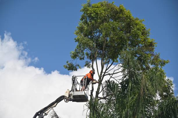 How Our Tree Care Process Works  in  Ansted, WV