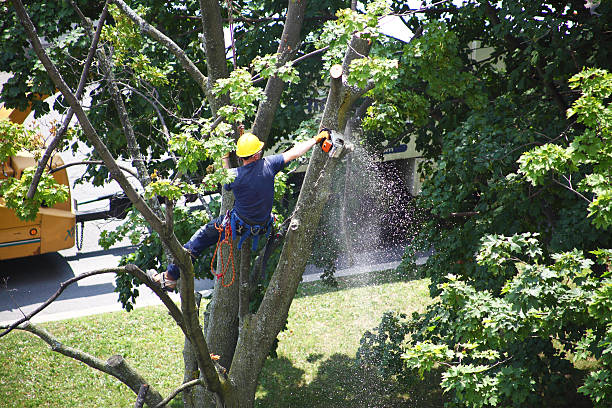 Best Utility Line Clearance  in Ansted, WV
