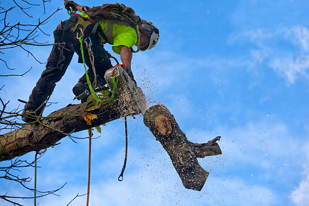 Best Storm Damage Tree Cleanup  in Ansted, WV