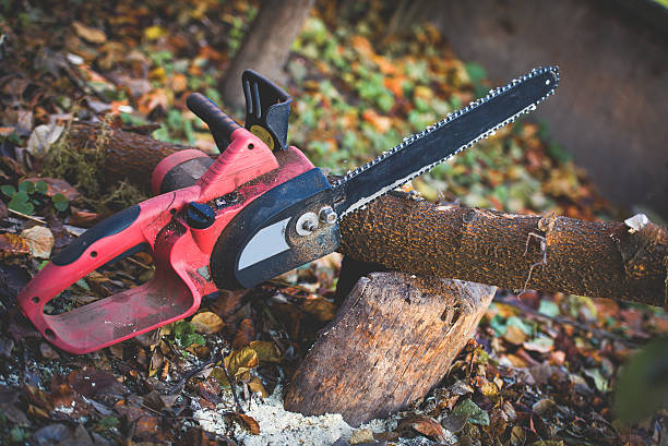 Best Emergency Tree Removal  in Ansted, WV